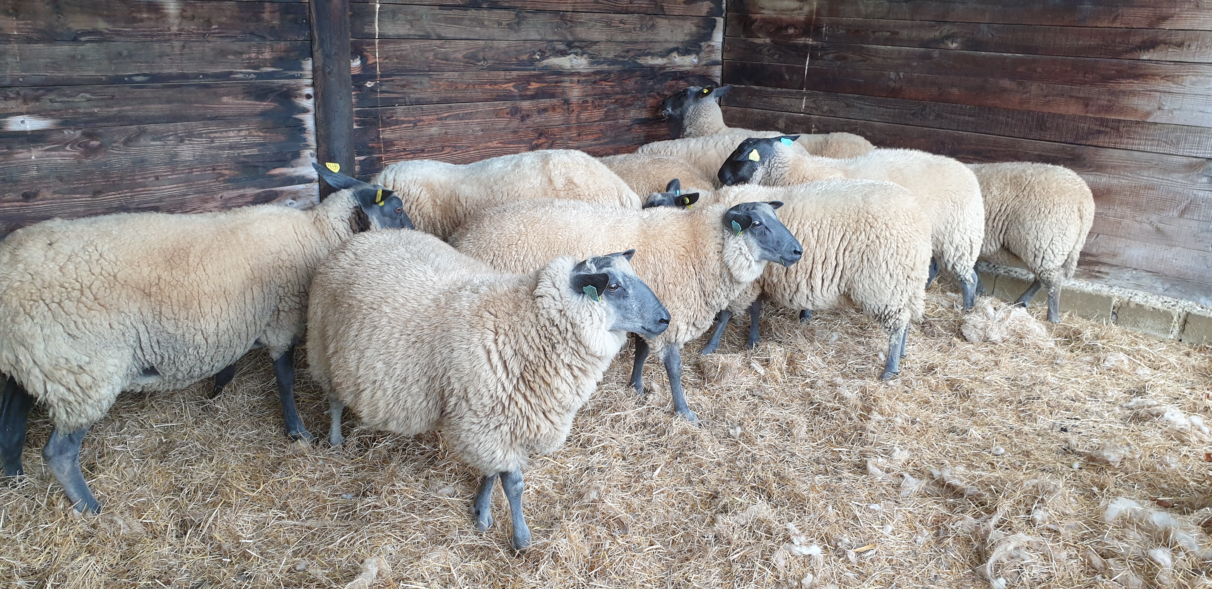 Moutons Bleu du Maine au pâturage