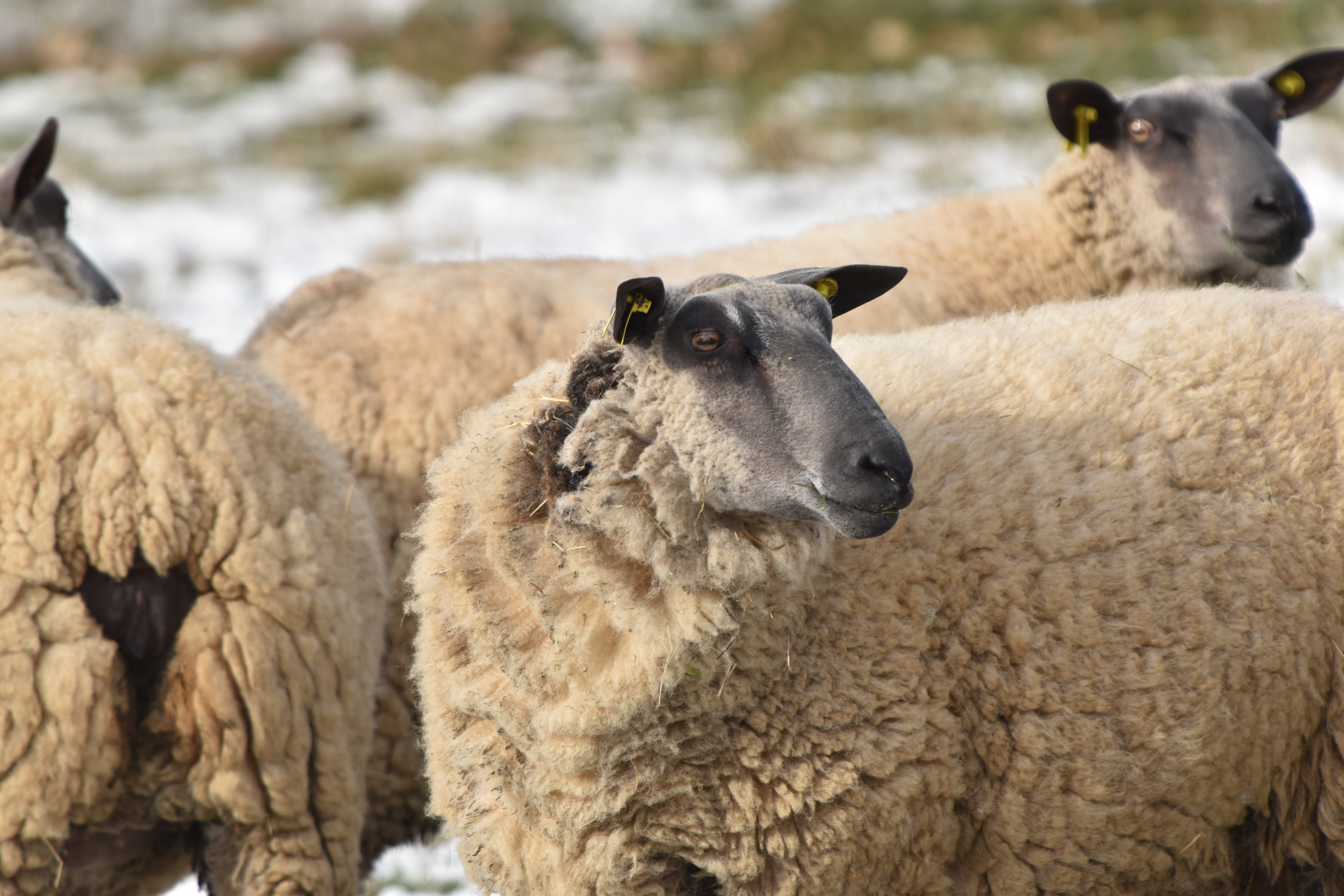 Brebis Bleu du Maine posant dans le pré